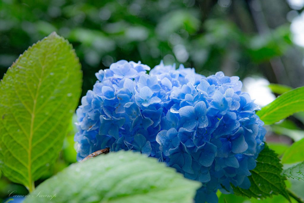 明月院(あじさい寺) 青の紫陽花その２