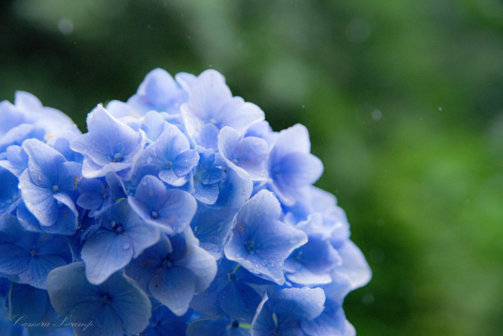 明月院(あじさい寺) 青の紫陽花