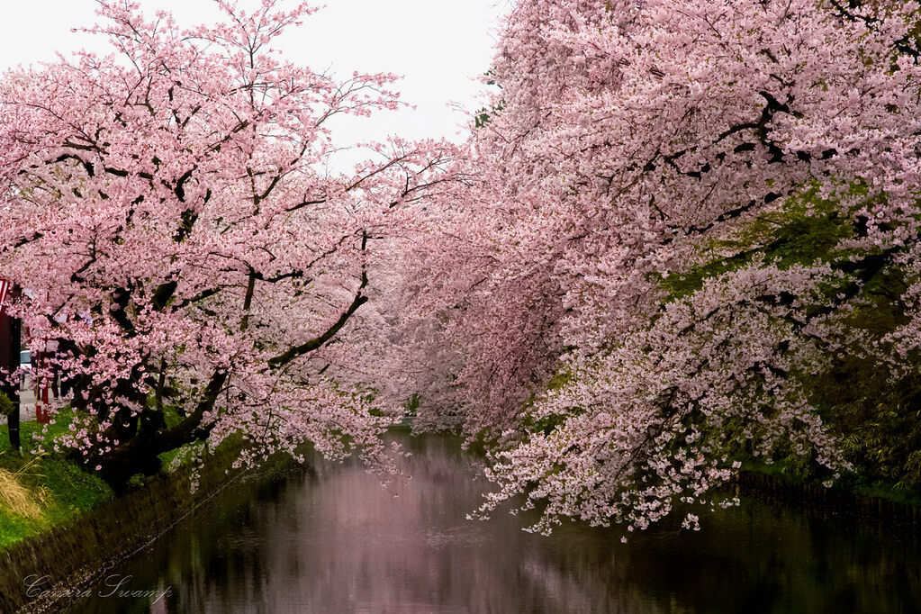 弘前城(弘前公園)の桜