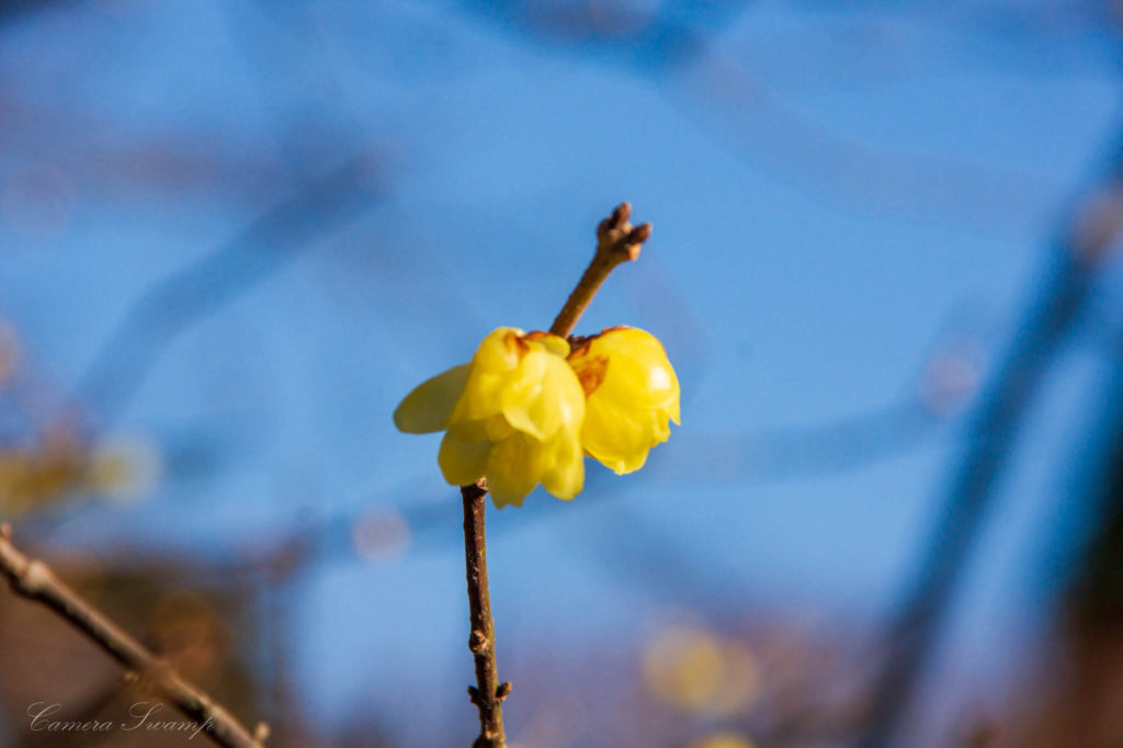 鎌倉 長谷寺（蝋梅）黄色い花
