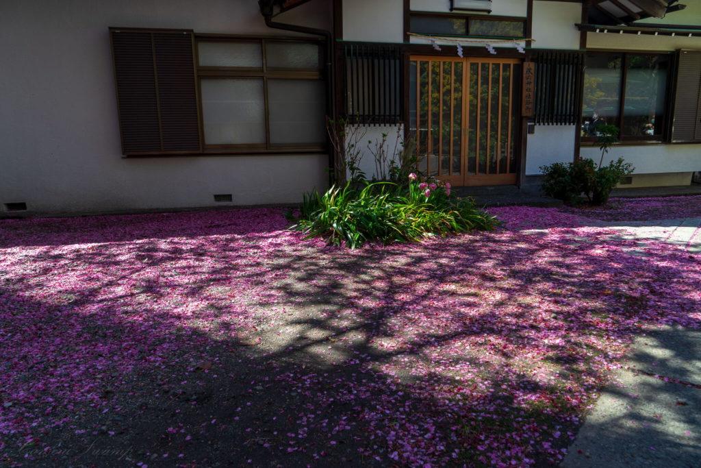 藏前神社と桜