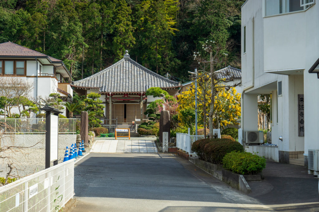 鎌倉・材木座 来迎寺のミモザと道